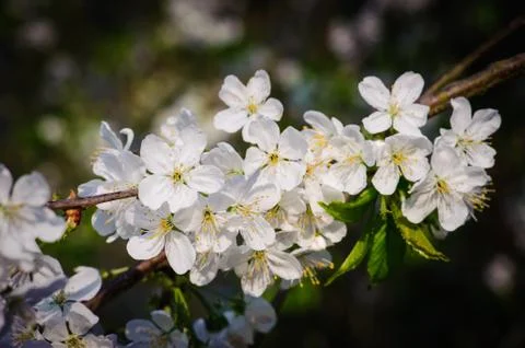 Cherry Blossom in Spring Stock Photos