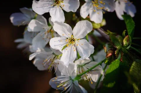 Cherry Blossom in Spring Stock Photos