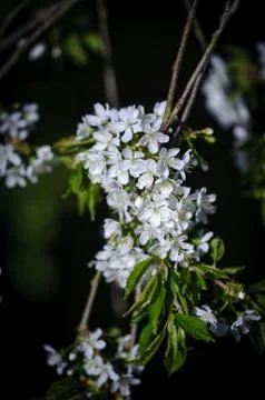 Cherry Blossom in Spring Stock Photos