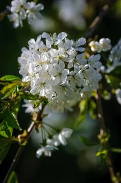 Cherry Blossom in Spring Stock Photos