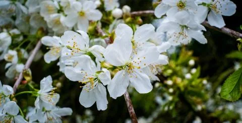 Cherry Blossom in Spring Stock Photos