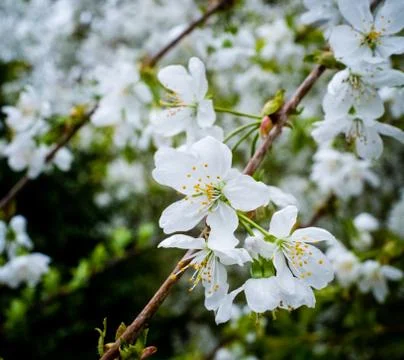 Cherry Blossom in Spring Stock Photos