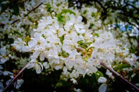 Cherry Blossom in Spring Stock Photos