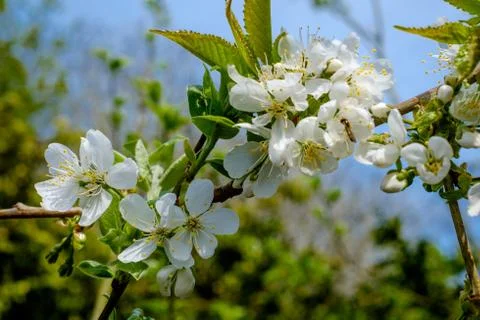 Cherry Blossom in Spring Stock Photos
