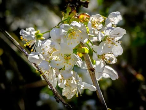 Cherry Blossom in Spring Stock Photos