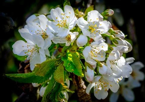 Cherry Blossom in Spring Stock Photos