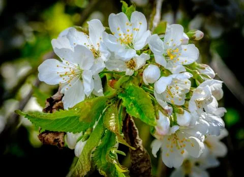 Cherry Blossom in Spring Stock Photos