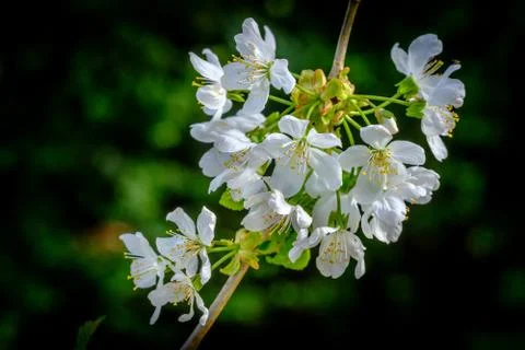 Cherry Blossom in Spring Stock Photos
