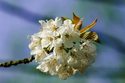 Cherry Blossom in Spring Stock Photos