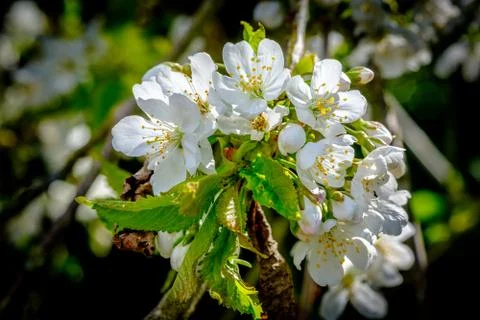 Cherry Blossom in Spring Stock Photos