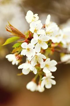 Cherry blossom in spring. Stock Photos