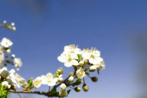 Cherry blossom in spring Stock Photos