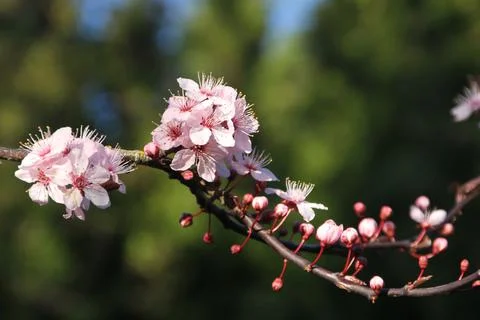 Cherry Blossom in Spring Stock Photos
