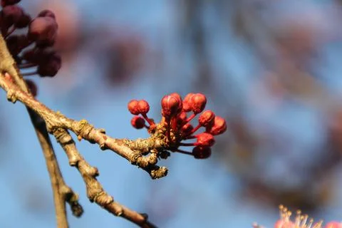 Cherry Blossom in Spring Stock Photos