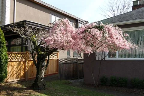 Cherry Blossom in Spring Stock Photos