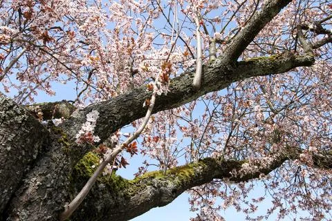 Cherry Blossom in Spring Stock Photos