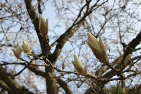 Cherry Blossom in Spring Stock Photos