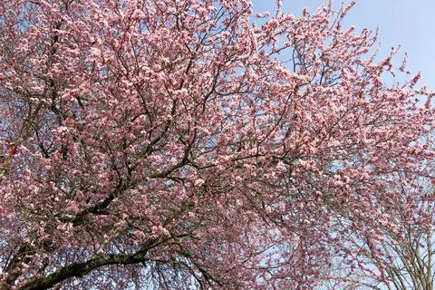 Cherry Blossom in Spring Stock Photos