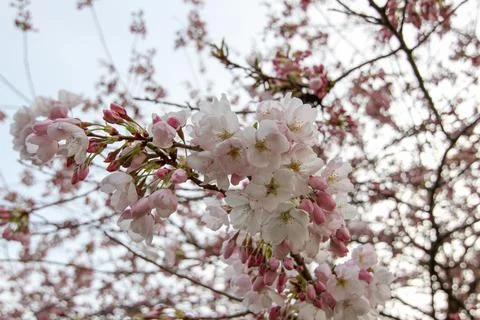 Cherry Blossom in Spring Stock Photos