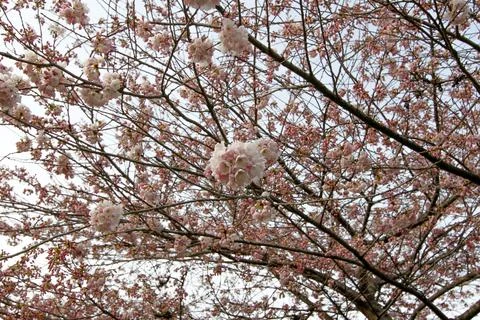 Cherry Blossom in Spring Stock Photos