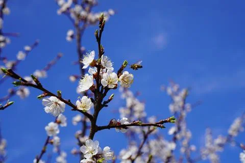 Cherry blossom in spring Foto stock