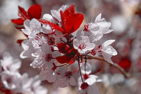 Cherry blossom in spring Stock Photos