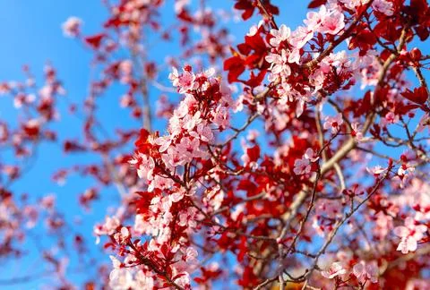 Cherry blossom in spring Stock Photos