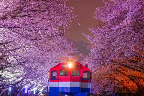 Cherry blossom in spring is the popular cherry blossom viewing spot, jinhae.. Foto stock