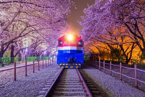 Cherry blossom in spring is the popular cherry blossom viewing spot, jinhae.. Stock Photos
