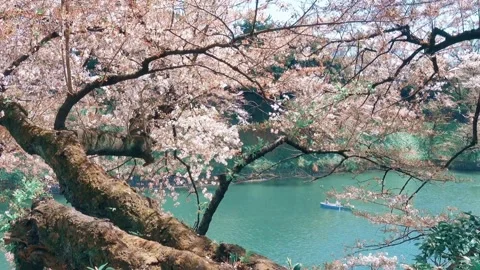 Cherry blossom Spring scenery with riverside and people kayaking with kayak.. Stock Footage 272454308