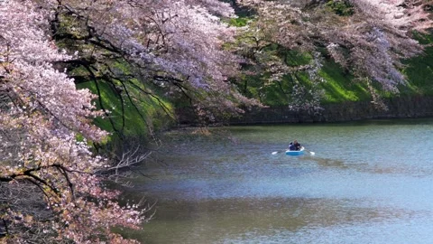 Cherry blossom Spring scenery with riverside and people kayaking with kayak.. Stock Footage 272454337