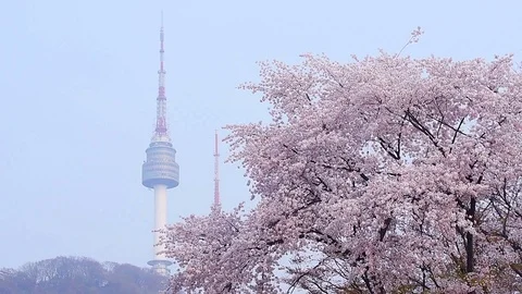 Cherry blossom in spring of Seoul Tower in seoul,korea. Stock Footage 80725454
