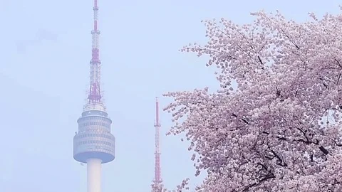 Cherry blossom spring in seoul,korea. Stock Footage