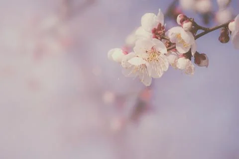 Cherry blossom in spring with soft focus, background. Stock Photos