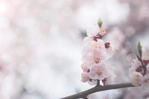 Cherry blossom in spring with soft focus, background Foto stock