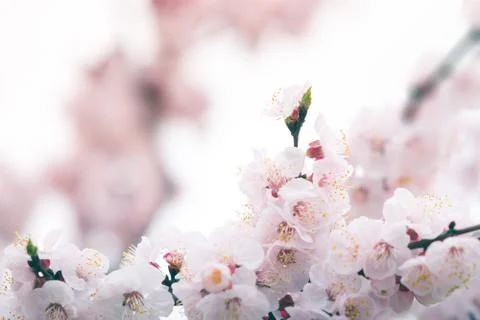 Cherry blossom in spring with soft focus, background Foto stock