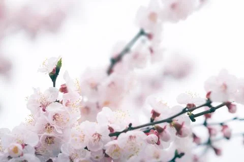 Cherry blossom in spring with soft focus, background Stock Photos
