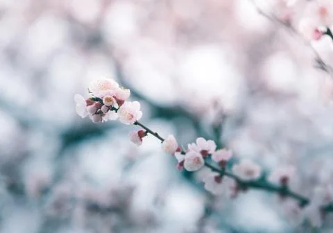 Cherry blossom in spring with soft focus, background Stock Photos