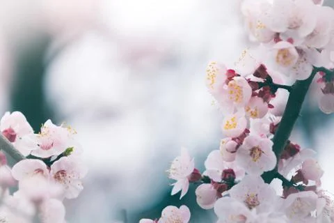 Cherry blossom in spring with soft focus, background Stock Photos