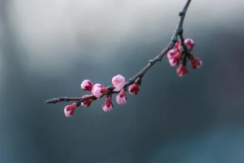 Cherry blossom in spring with soft focus, background Stock Photos