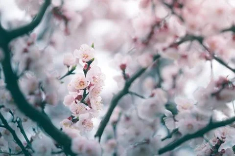 Cherry blossom in spring with soft focus, background Stock Photos