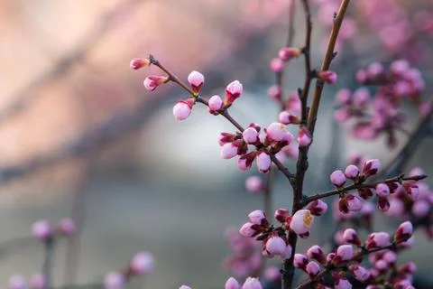 Cherry blossom in spring with soft focus, background Stock Photos