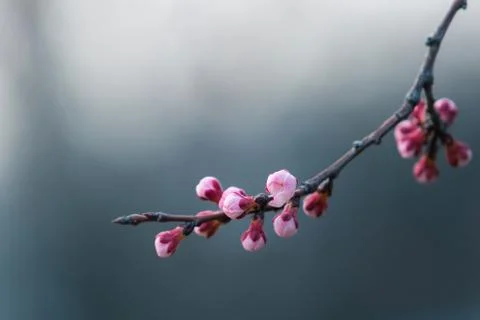 Cherry blossom in spring with soft focus, background Foto stock