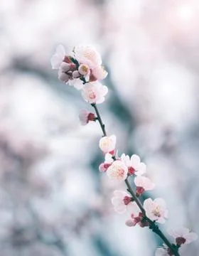 Cherry blossom in spring with soft focus, background Stock-Fotos