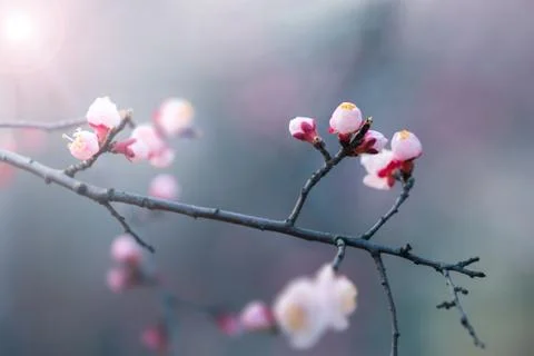 Cherry blossom in spring with soft focus, background Stock Photos