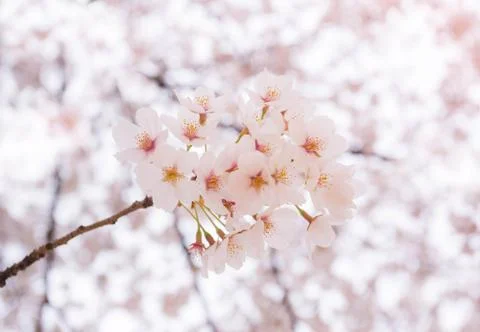 Cherry blossom in spring with soft focus, background Stock Photos