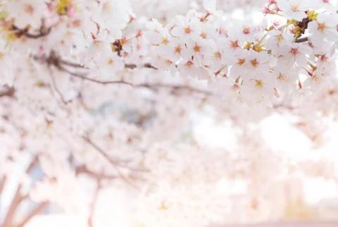 Cherry blossom in spring with soft focus, background Stock Photos
