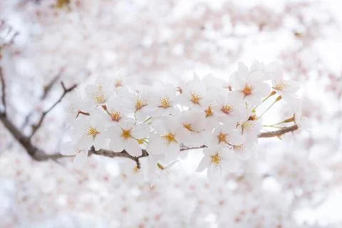 Cherry blossom in spring with soft focus, background Foto stock