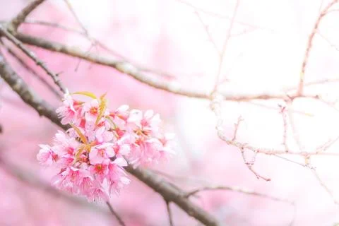 Cherry Blossom in spring with soft focus, unfocused blurred spring cherry blo Stock Photos