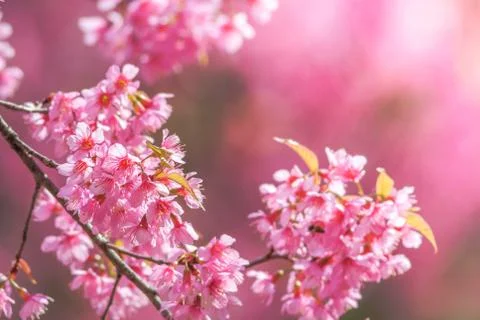 Cherry Blossom in spring with soft focus, unfocused blurred spring cherry blo Stock Photos